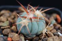 Echinocactus  horizonthalonius PD 51.jpg